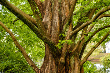 Fototapeta premium thick tree trunk with many thin branches in the park
