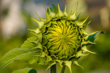 single green sunflower bud in the garden under the morning sun