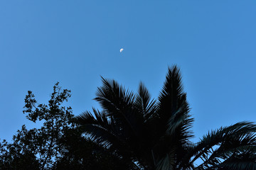 Unión perfecta: Luna y Jubaea chilensis 