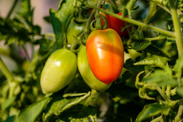 couple red and green tomatoes on the vein under the sun in the garden