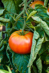 big red tomato on the vein in the garden 