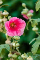 Obraz premium pink Mallow flowers on the branch under the sun with green background