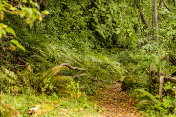 Fototapeta premium brown dirt path reaching deep into the forest