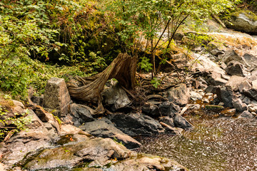 pool in the rocky creek surrounded by trees