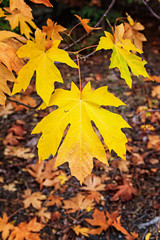 Golden Orange Bigleaf Maple