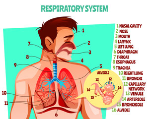 Human respiratory system vector illustration. Cartoon medical design of man body with lungs, esophagus or breath diaphragm and trachea or bronchi alveoli and blood capillary network