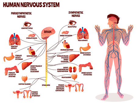 Human nervous system vector illustration. Cartoon design of man body with brain parasympathetic and sympathetic nerves chain for neurology medical infographic