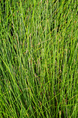 Green Grass In Summer On Soft Focus Background.