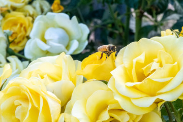 Obraz premium Roses growing in a test garden.