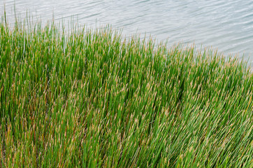 Grass Beside A Natural Pond In Outdoor of Summer.