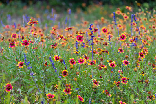 Texas spring wildflowers