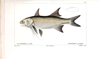 Illustration of fish