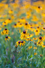 Texas spring wildflowers