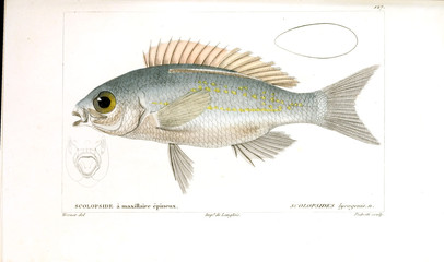 Illustration of fish