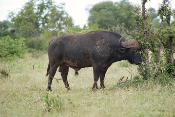 Obraz premium SONY DSC