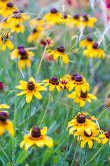 Texas spring wildflowers