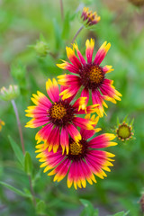 Texas spring wildflowers © Kanokwalee