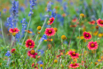 Texas spring wildflowers