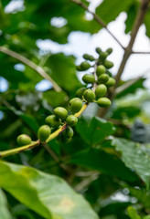 green arabica coffee berries on tree north of thailand