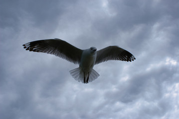 SONY DSC
