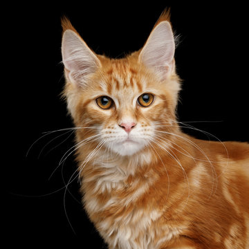 Portrait of Young Ginger Maine Coon Cat Looking in Camera Isolated on Black Background, Front view
