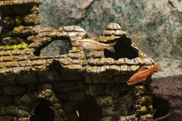 Puntius titteya fish in an aquarium with a stripe on the body.