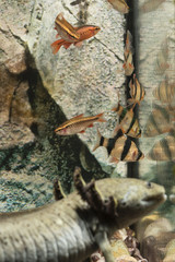 Fish in aquarium and axolotl in the foreground.