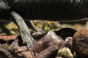 Fototapeta premium Ambystoma mexicanum - back and leg axolotl in the aquarium.
