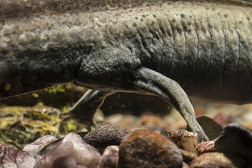Ambystoma mexicanum - back and leg axolotl in the aquarium.