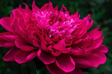 Obraz premium Close up image of big colorful paper flower used as a decorations in interiors