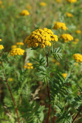 Tanacetum. Yellow tansy flowers on a summer day