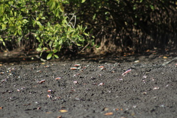 CRABS FISHING IN MANGROVE