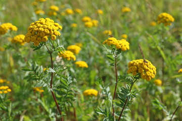 Tanacetum. Yellow tansy flowers and insects close-up in the meadow