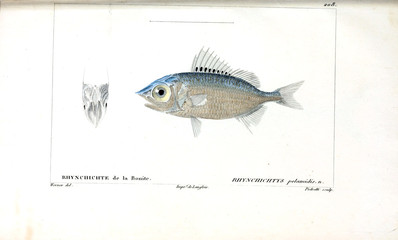 Illustration of fish