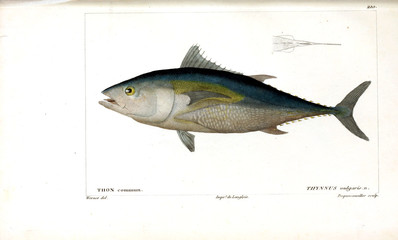 Illustration of fish