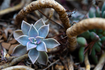Succulent Plant Flower