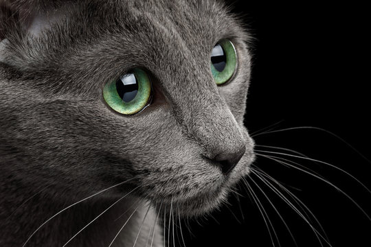 Close-up Portrait of Russian blue Cat face with big Green eyes, on Isolated Black Background, profile view