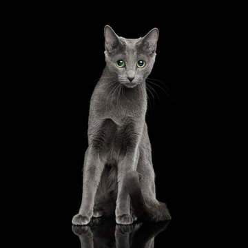 Russian blue Cat Sitting, and Looks sad on Isolated Black Background, front view