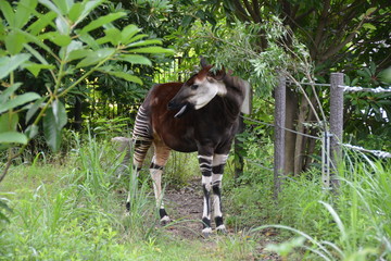 神奈川県のよこはま動物園ズーラシア