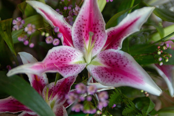 Stargazer Lily