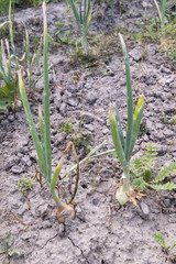 Onions growing in dry soil in the field.
