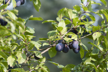 Plums ripe on a tree.