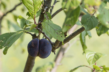 Two plums on a tree.