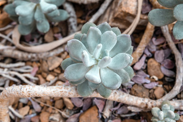 Succulent 3