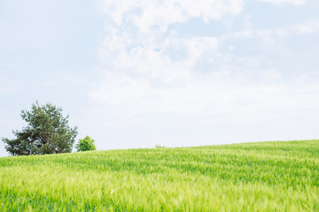 Fototapeta premium beautiful view of green barley filed. copy space