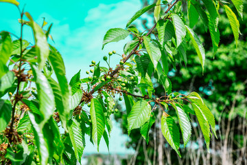 branch of green cherries close up. blooming time. spring, summer
