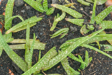 close up top view green fresh aloe vera grow in soil pot at home garden