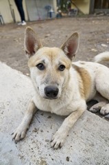 dog looking up at,dog portrait, looking at the camera,Homeless dog