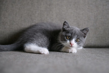 Naklejka na ściany i meble British short hair cat, shot indoors