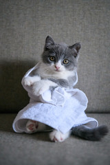 The kitten wrapped in a towel